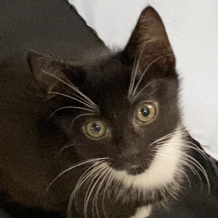 Foshizzle, Baby Male Domestic Short Hair