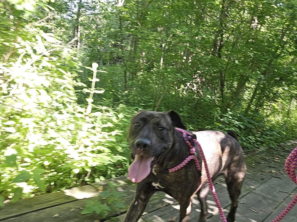Saiya (Sara), Adoptable, Adult Female Shepherd.