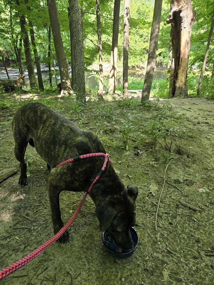 Enlarge Saiya (Sara), a Adoptable Shepherd in Clinton Township, MI image 2/4