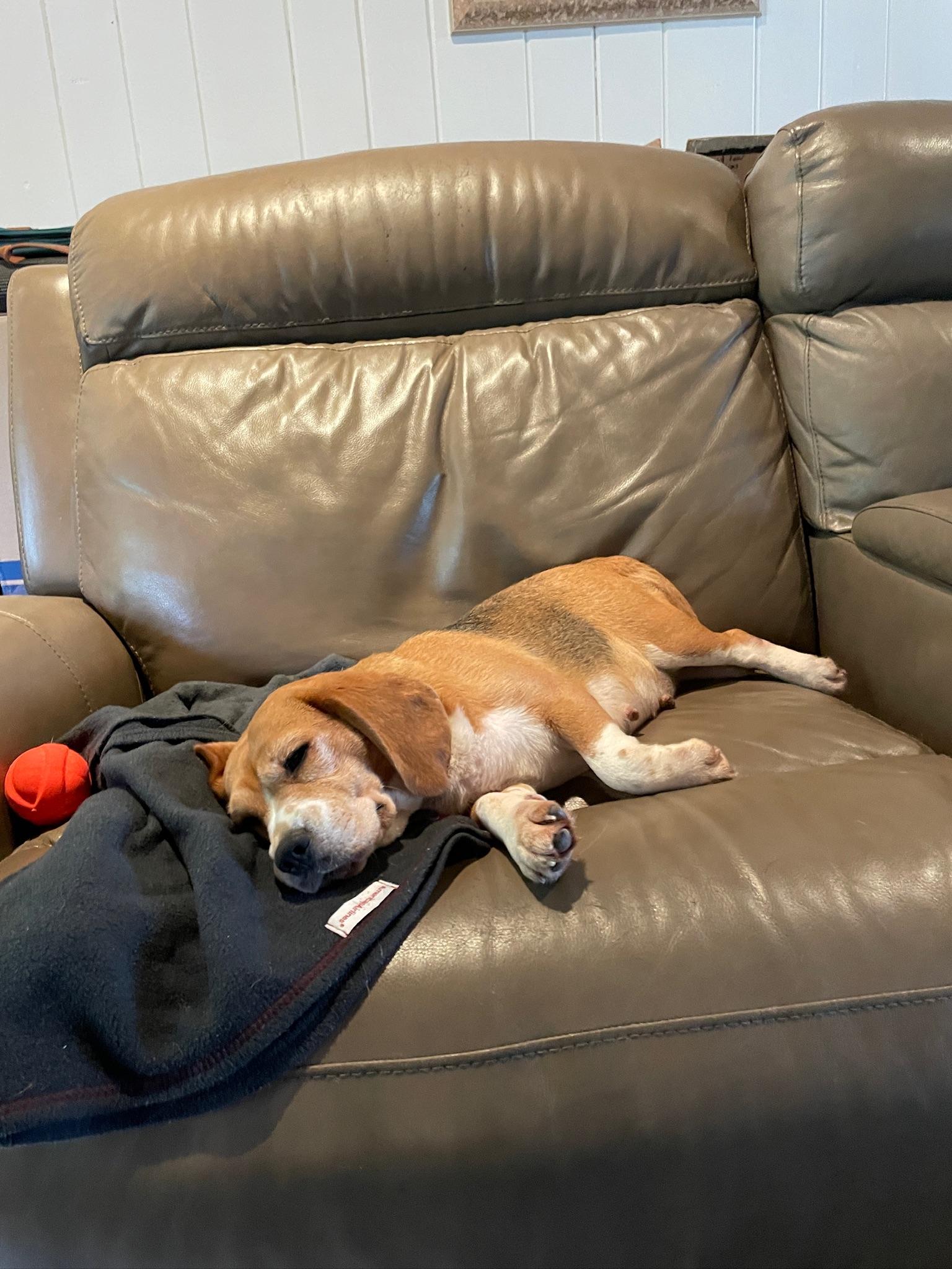 Enlarge Buttercup, a ADOPTABLE Beagle in Miami, FL image 2/3