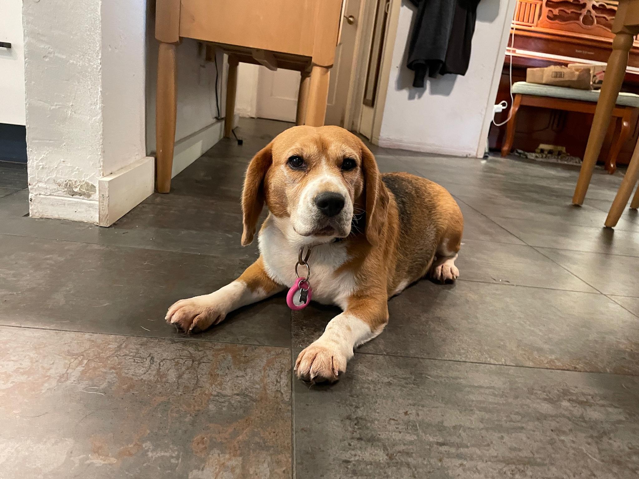 Enlarge Buttercup, a ADOPTABLE Beagle in Miami, FL image 3/3