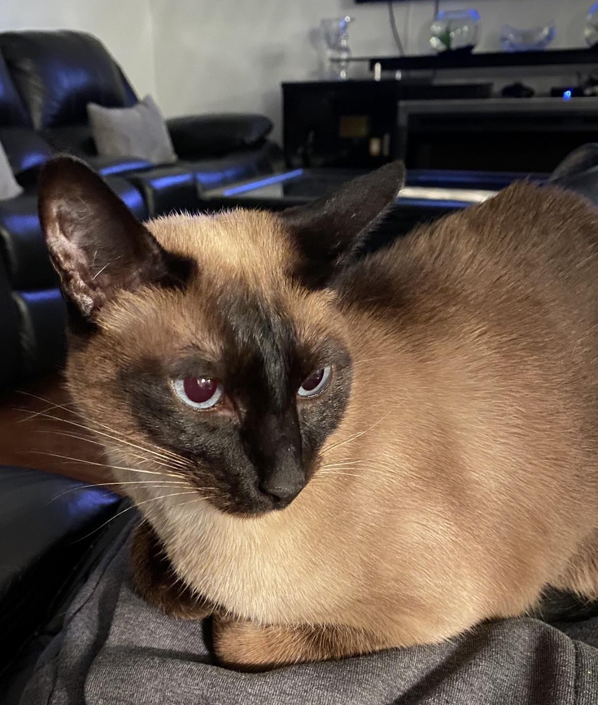Jessica, ADOPTABLE, Senior Female Siamese.