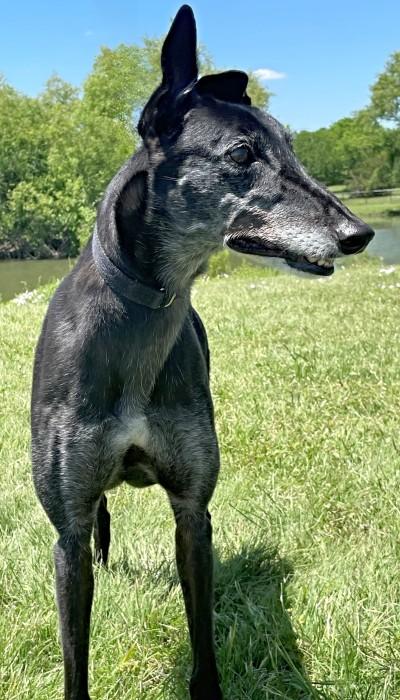 Enlarge Meg (aka Kid Larry), a ADOPTABLE Greyhound in Dallas, TX image 2/3