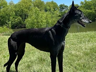 Meg (aka Kid Larry), ADOPTABLE, Adult Female Greyhound.