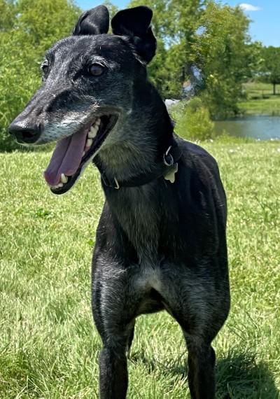 Enlarge Meg (aka Kid Larry), a ADOPTABLE Greyhound in Dallas, TX image 3/3