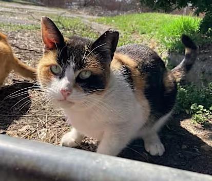 Barn Farm Cats