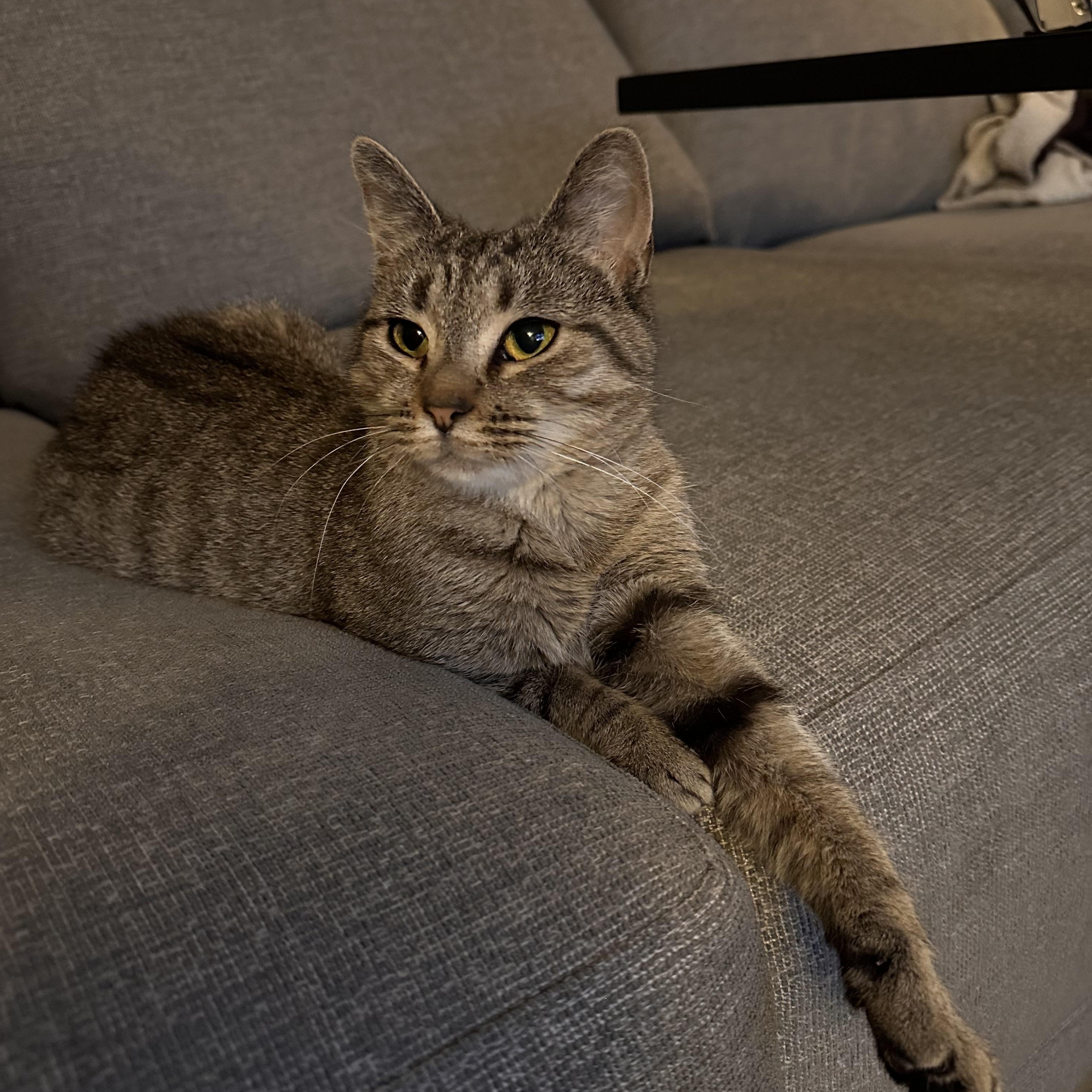 Pepita photo 2