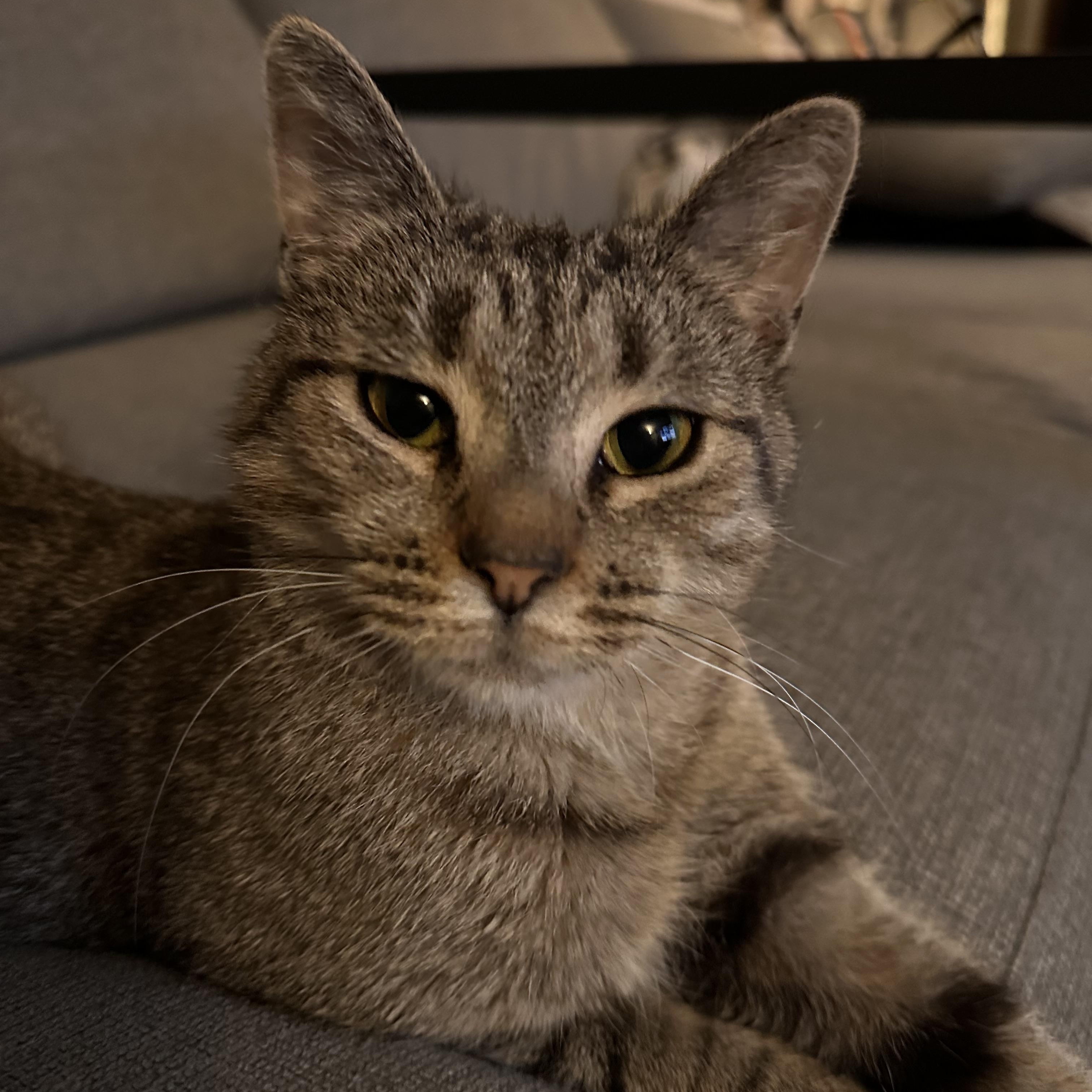 Pepita, Young Female Domestic Short Hair