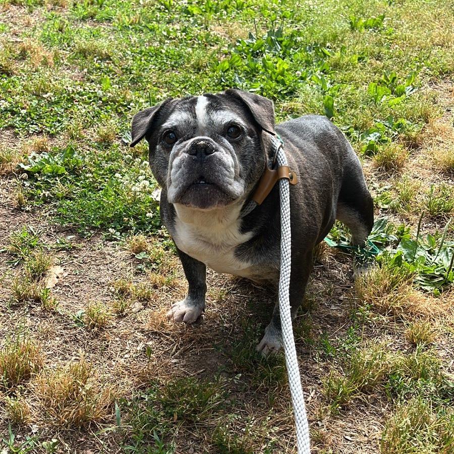 Enlarge Mrs. Potts, a Adoptable English Bulldog in Charlottesville, VA image 1/6