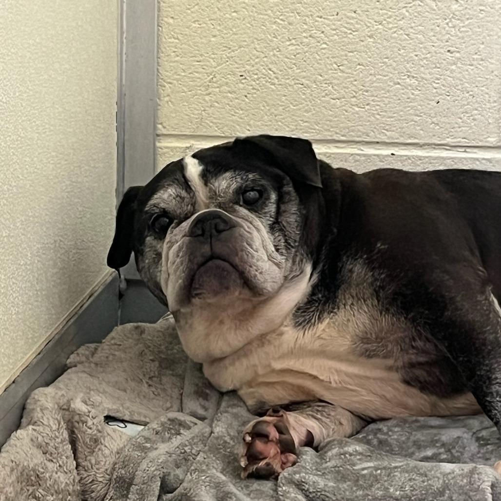 Enlarge Mrs. Potts, a Adoptable English Bulldog in Charlottesville, VA image 2/6