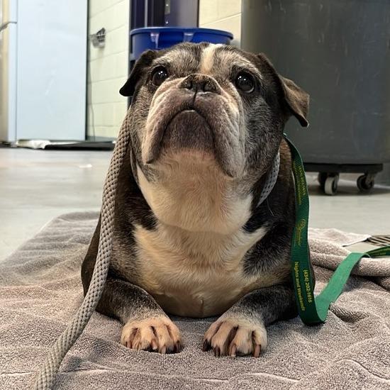 Enlarge Mrs. Potts, a Adoptable English Bulldog in Charlottesville, VA image 3/6