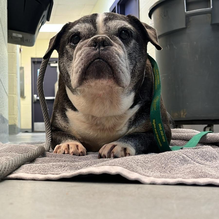 Enlarge Mrs. Potts, a Adoptable English Bulldog in Charlottesville, VA image 4/6