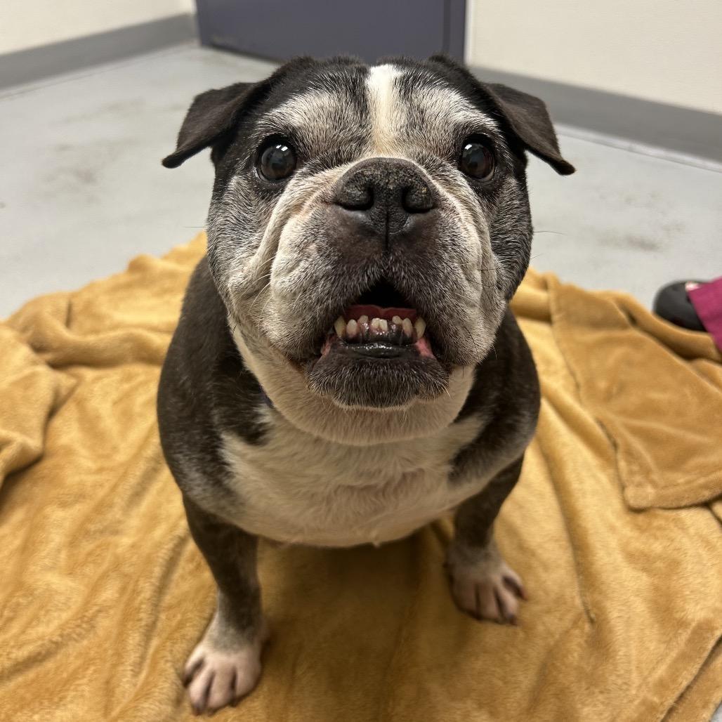 Enlarge Mrs. Potts, a Adoptable English Bulldog in Charlottesville, VA image 5/6