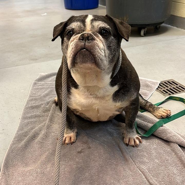 Enlarge Mrs. Potts, a Adoptable English Bulldog in Charlottesville, VA image 6/6
