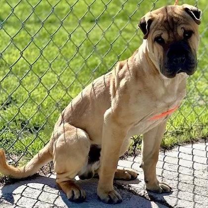 Muskeg, Adoptable, Puppy Male Shar-Pei & Mixed Breed.
