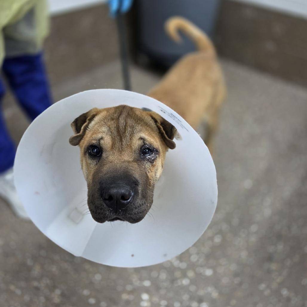 Muskeg, a Adoptable mixed breed in Incline Village, NV image 2/2
