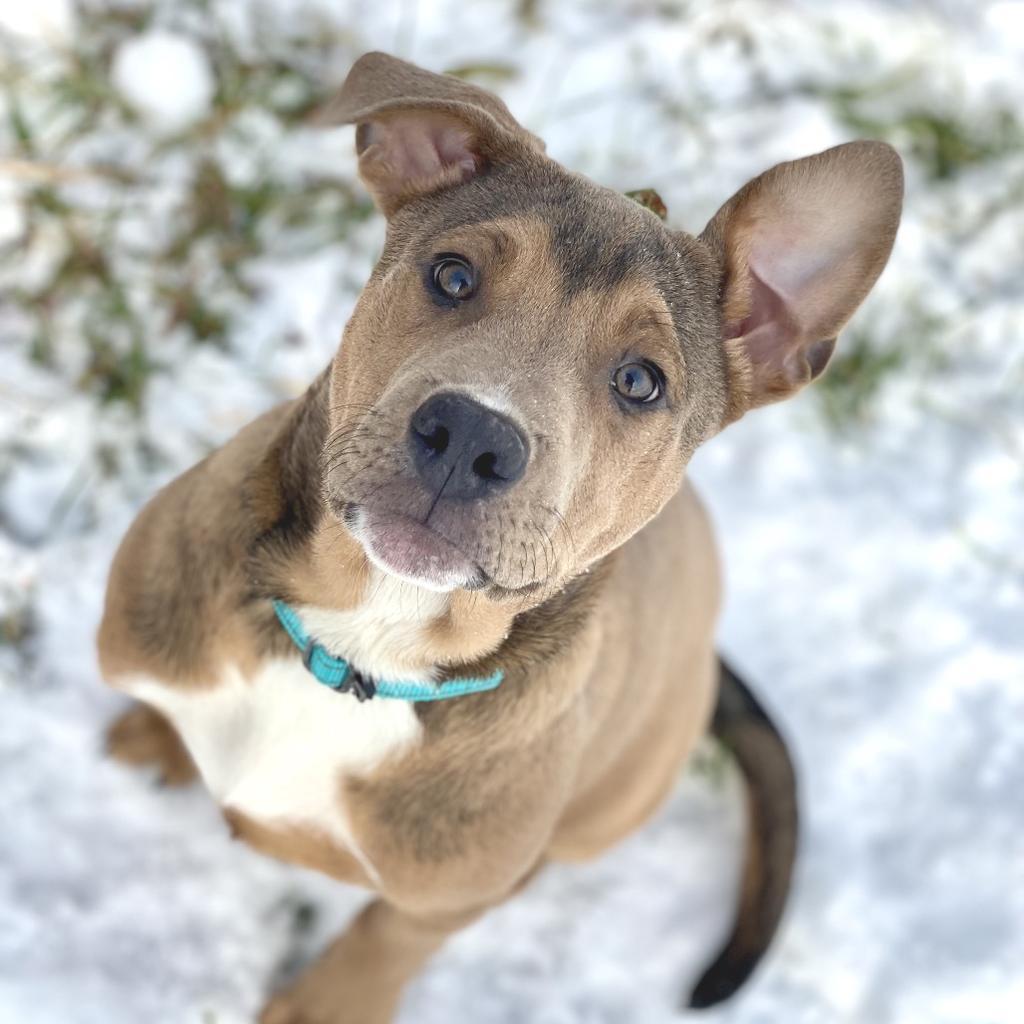 Otis, Adoptable, Puppy Male Hound & Mixed Breed.