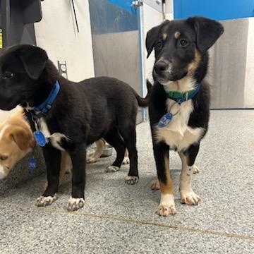 Enlarge Shandy (ID 50735/907), an adopted mixed breed in Manassas, VA image 2/4