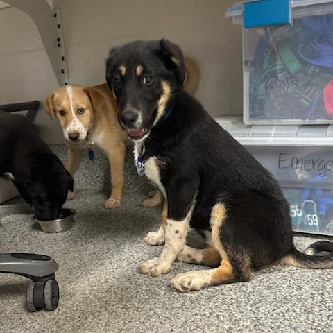 Enlarge Shandy (ID 50735/907), an adopted mixed breed in Manassas, VA image 3/4