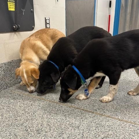 Enlarge Shandy (ID 50735/907), an adopted mixed breed in Manassas, VA image 4/4