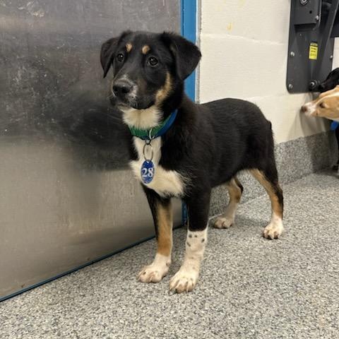 Enlarge Shandy (ID 50735/907), an adopted mixed breed in Manassas, VA image 1/4