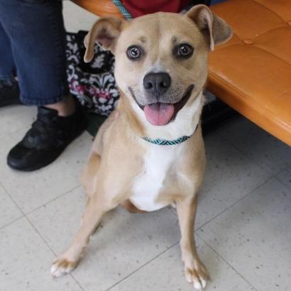 Georgia, Adoptable, Adult Female Terrier.
