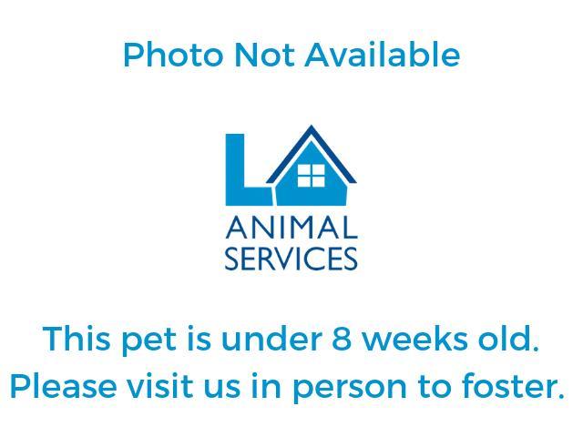 A2155610, Adoptable, Young Female Domestic Short Hair.