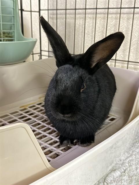 BUNNIE, Adoptable, Young Female Bunny Rabbit.