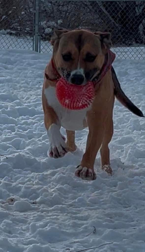 Freedom, Adoptable, Adult Female Pit Bull Terrier & Bluetick Coonhound.