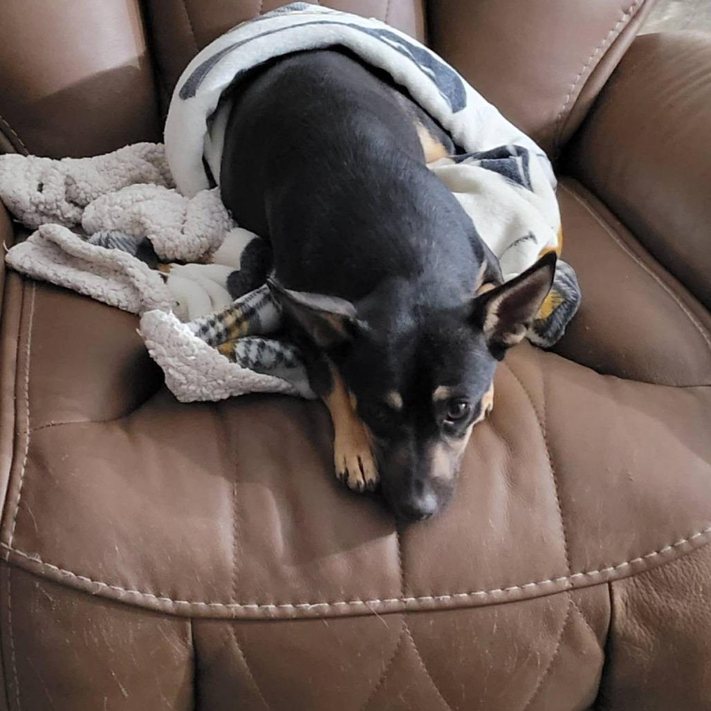 ROXY, Adoptable, Young Female Miniature Pinscher & Dachshund.