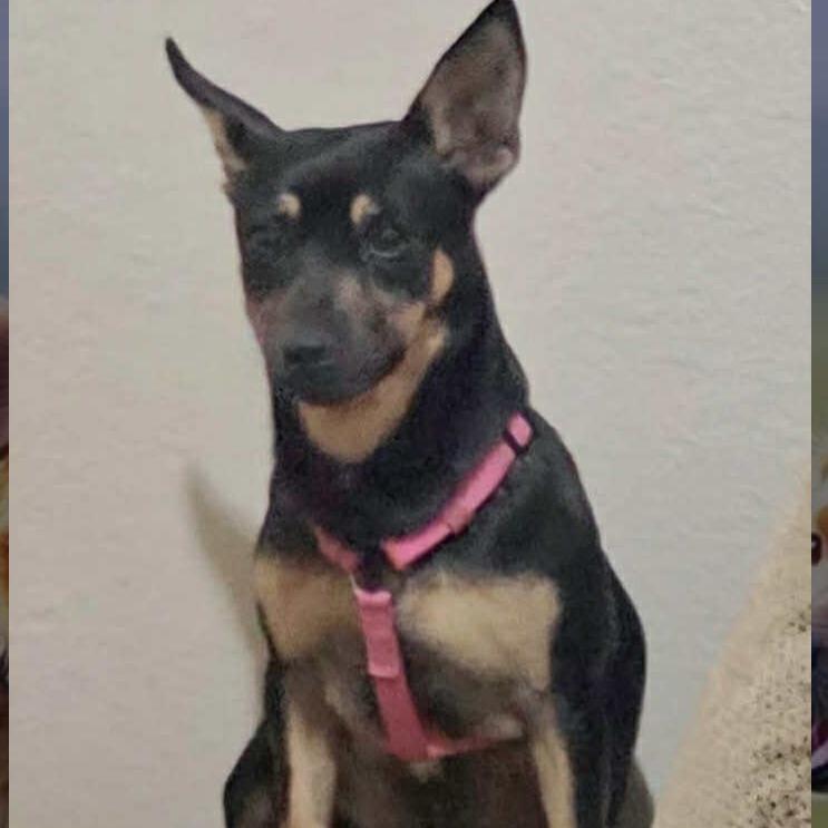 ROXY, a Adoptable mixed breed in Loves Park, IL image 2/3