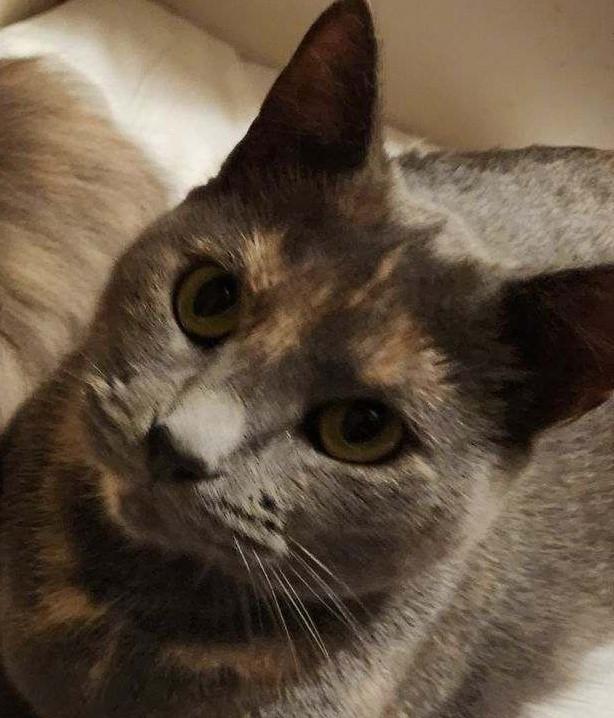 Enlarge Bella, a Adoptable Domestic Long Hair in Mississauga, ON image 1/4