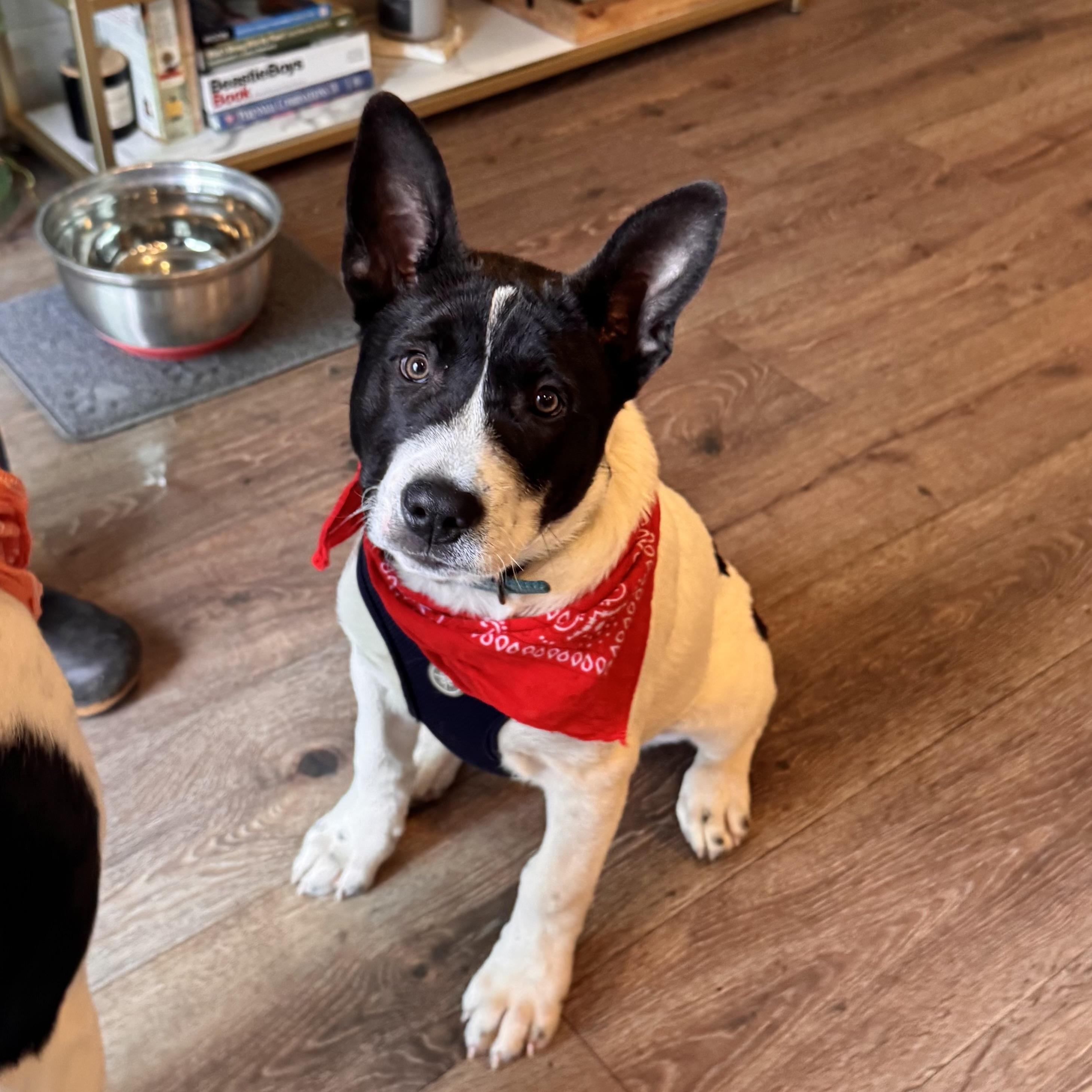 Enlarge Snoopy , a Adoptable mixed breed in Portland, OR image 2/6