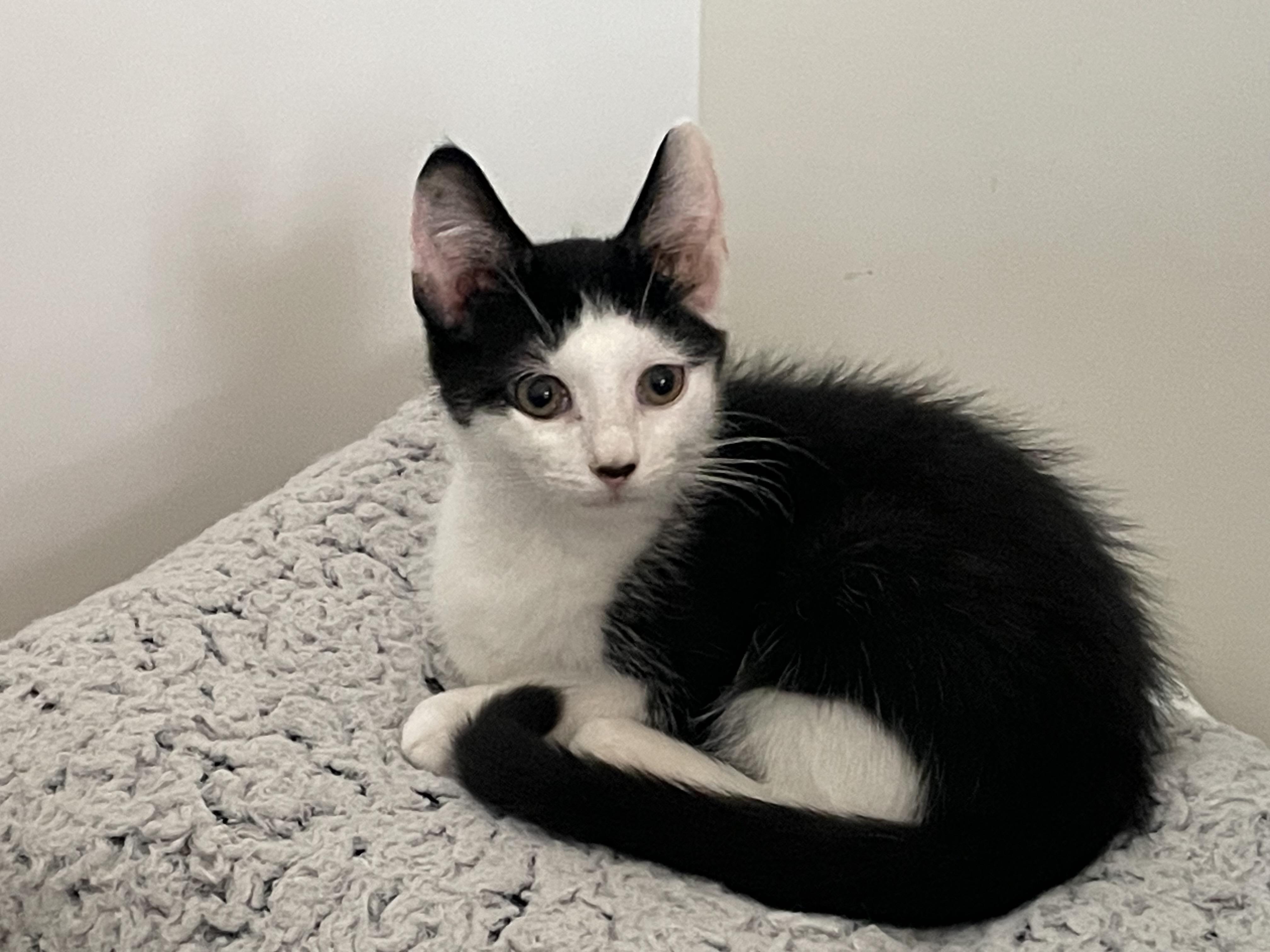 Enlarge Harry, a Adoptable Domestic Short Hair in Port Republic, MD image 1/5