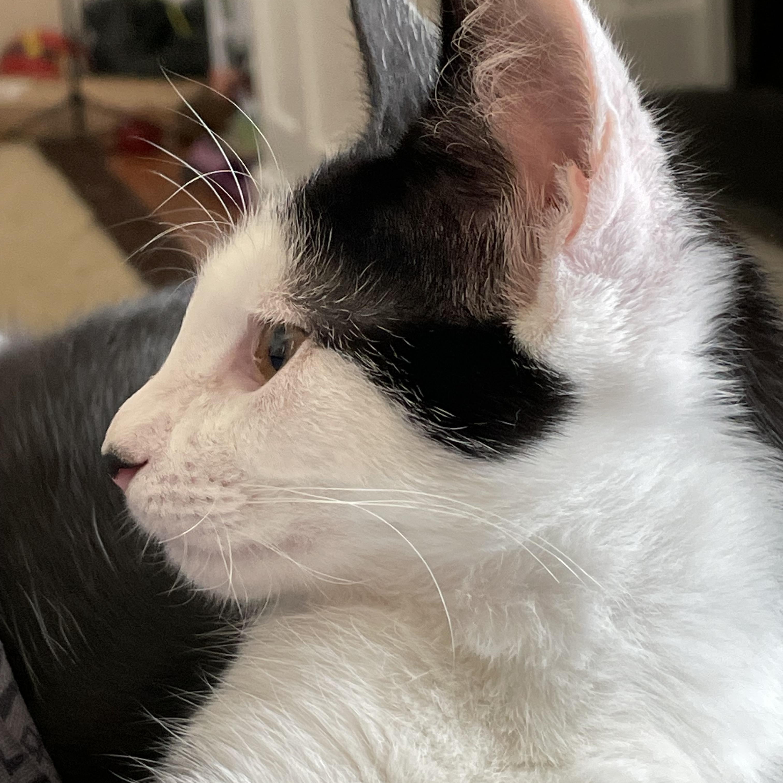 Enlarge Harry, a Adoptable Domestic Short Hair in Port Republic, MD image 5/5