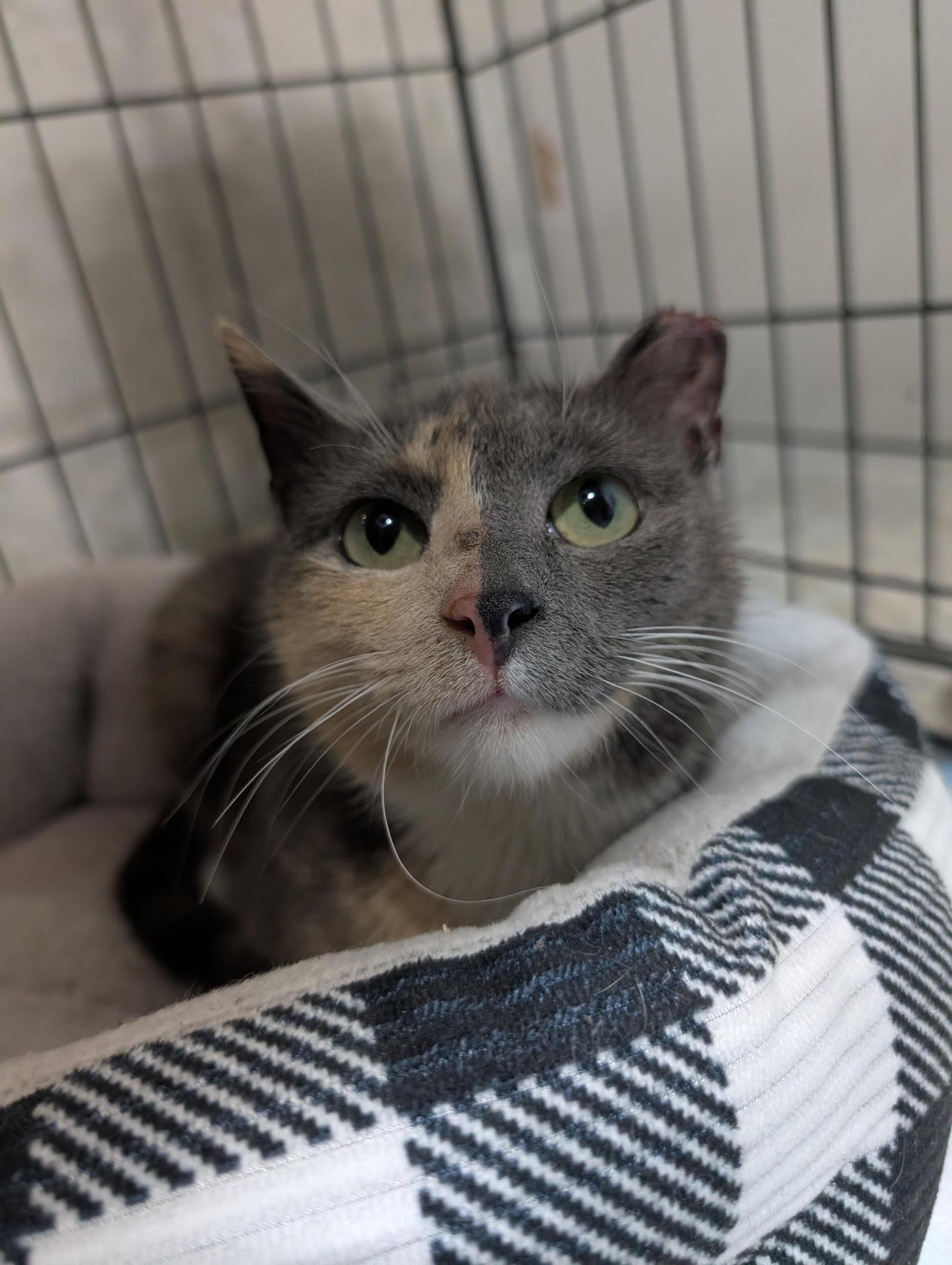 Lexie, Adopted, Young Female Dilute Calico & Torbie.