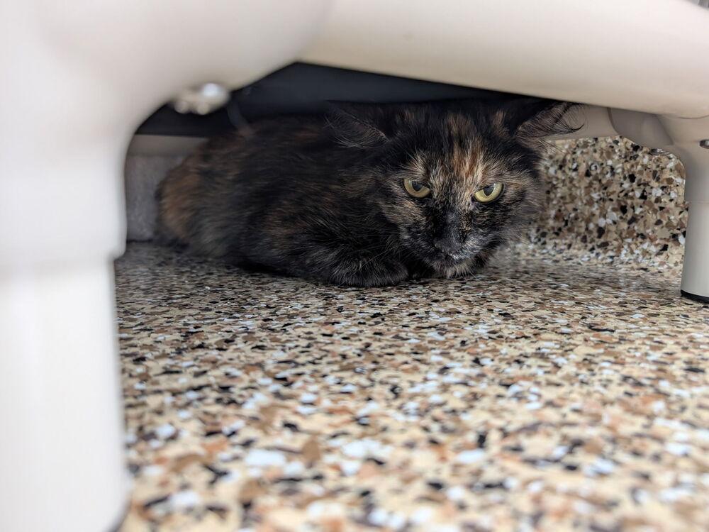 Trinity, Adoptable, Adult Female Domestic Long Hair & Domestic Short Hair.