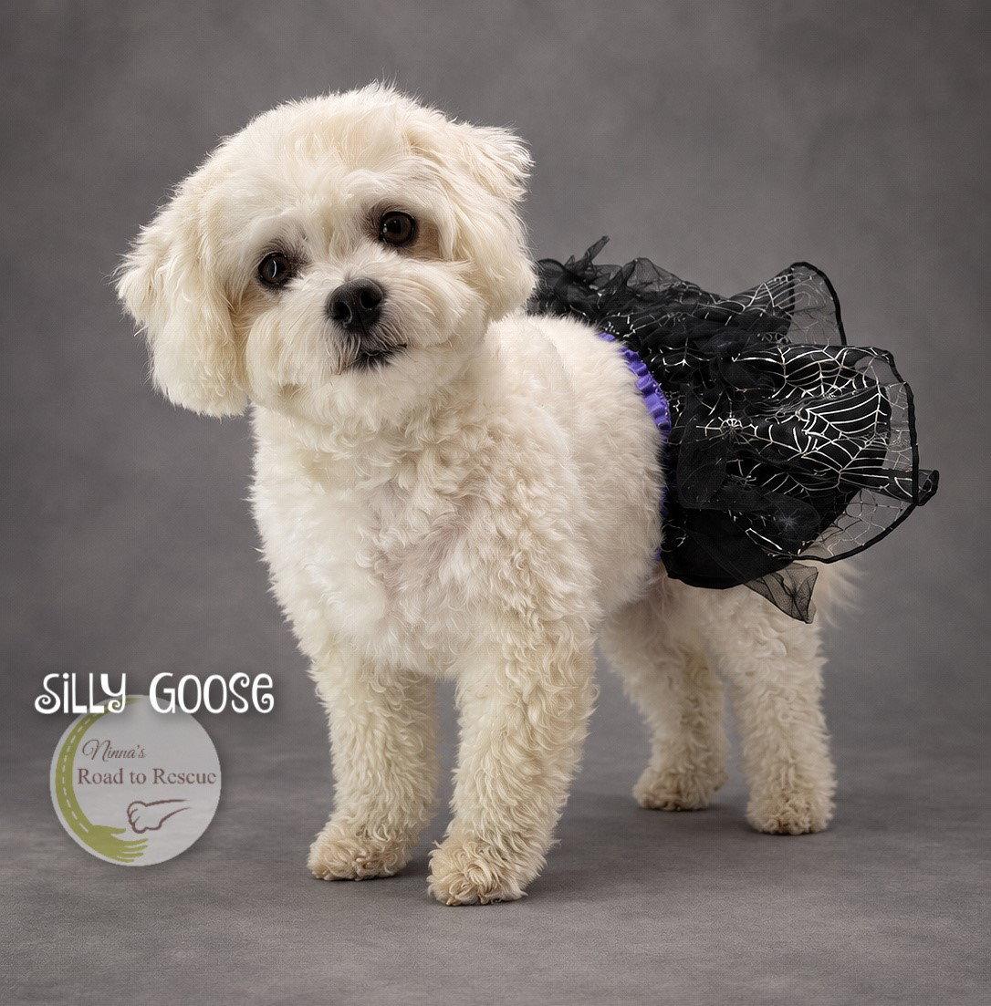 Enlarge Silly Goose, a Adoptable Bichon Frise in Benton, LA image 1/3