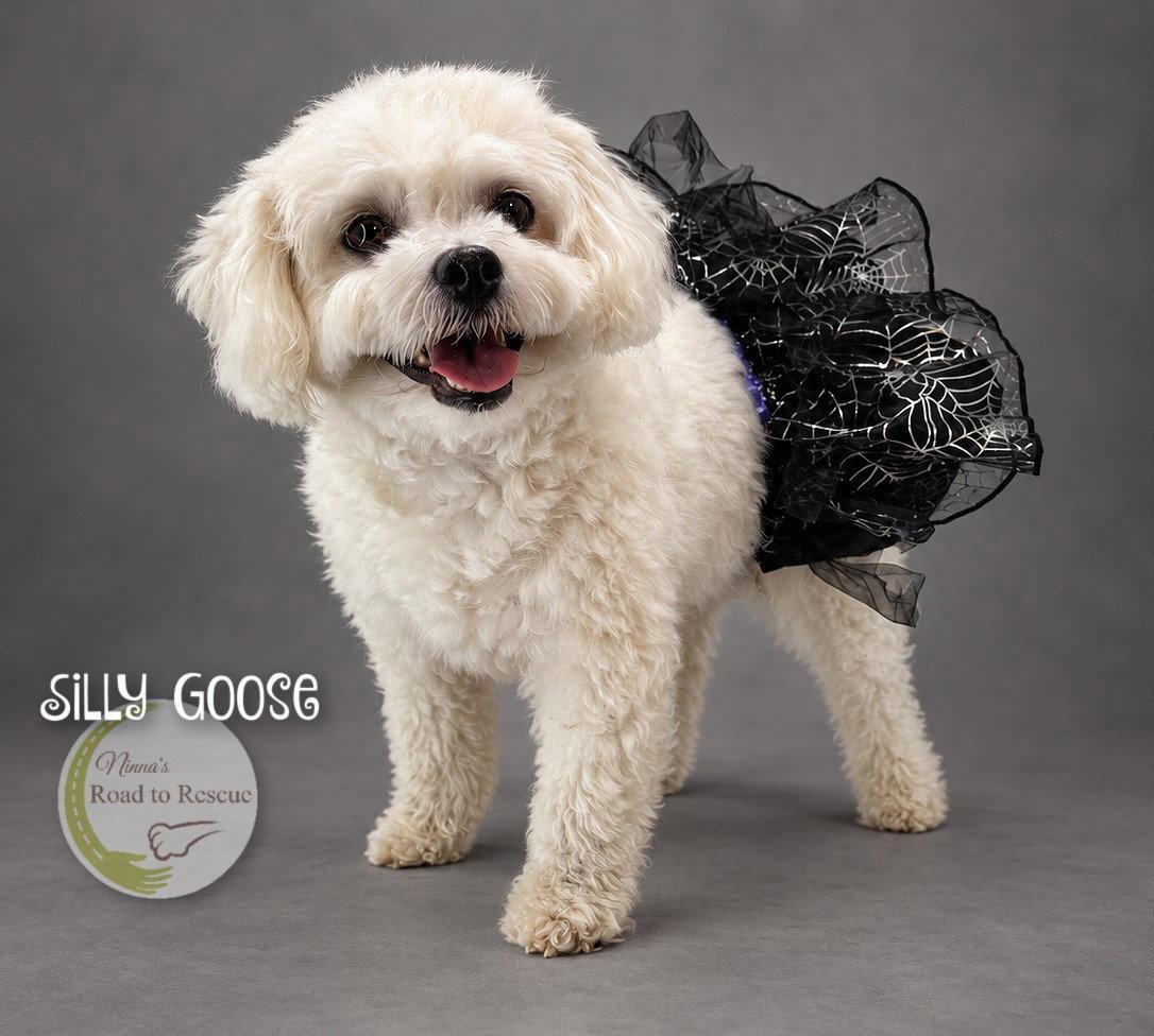 Enlarge Silly Goose, a Adoptable Bichon Frise in Benton, LA image 2/3