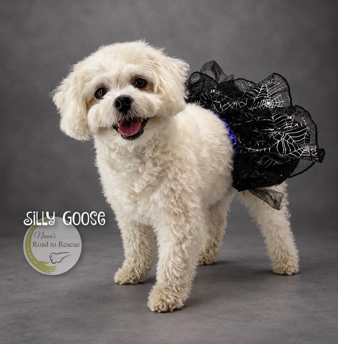 Enlarge Silly Goose, a Adoptable Bichon Frise in Benton, LA image 3/3