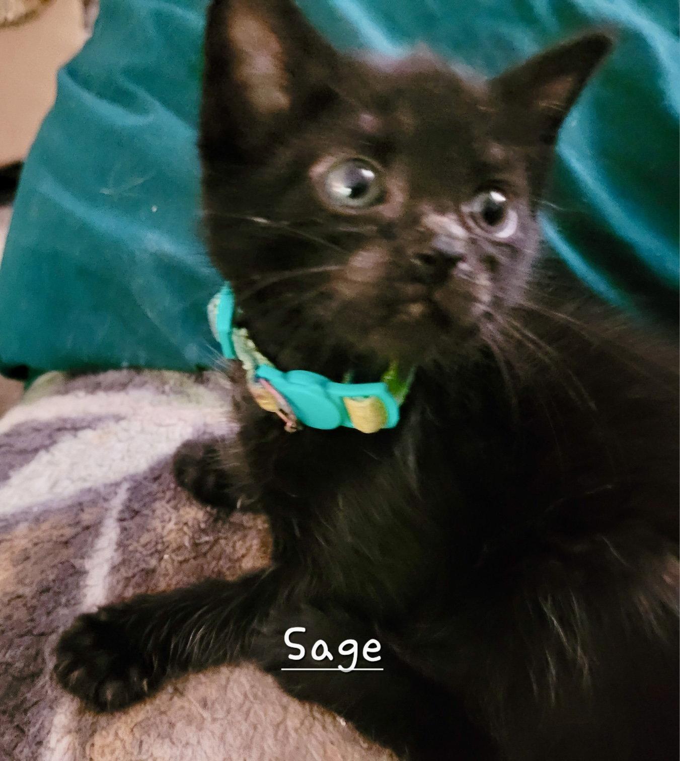 Sage, a Adoptable Domestic Short Hair in Penndel, PA image 1/2