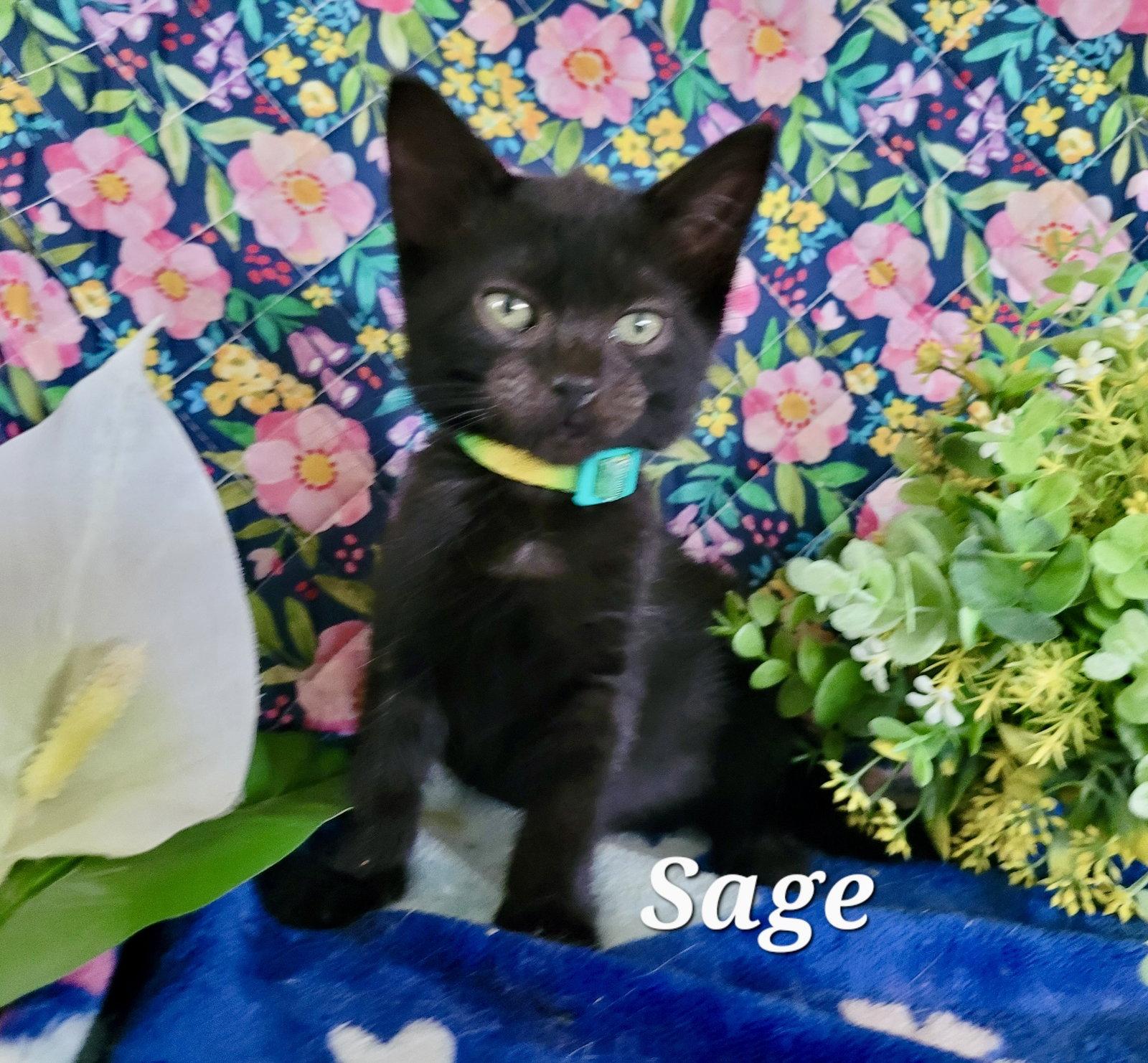 Sage, a Adoptable Domestic Short Hair in Penndel, PA image 2/2