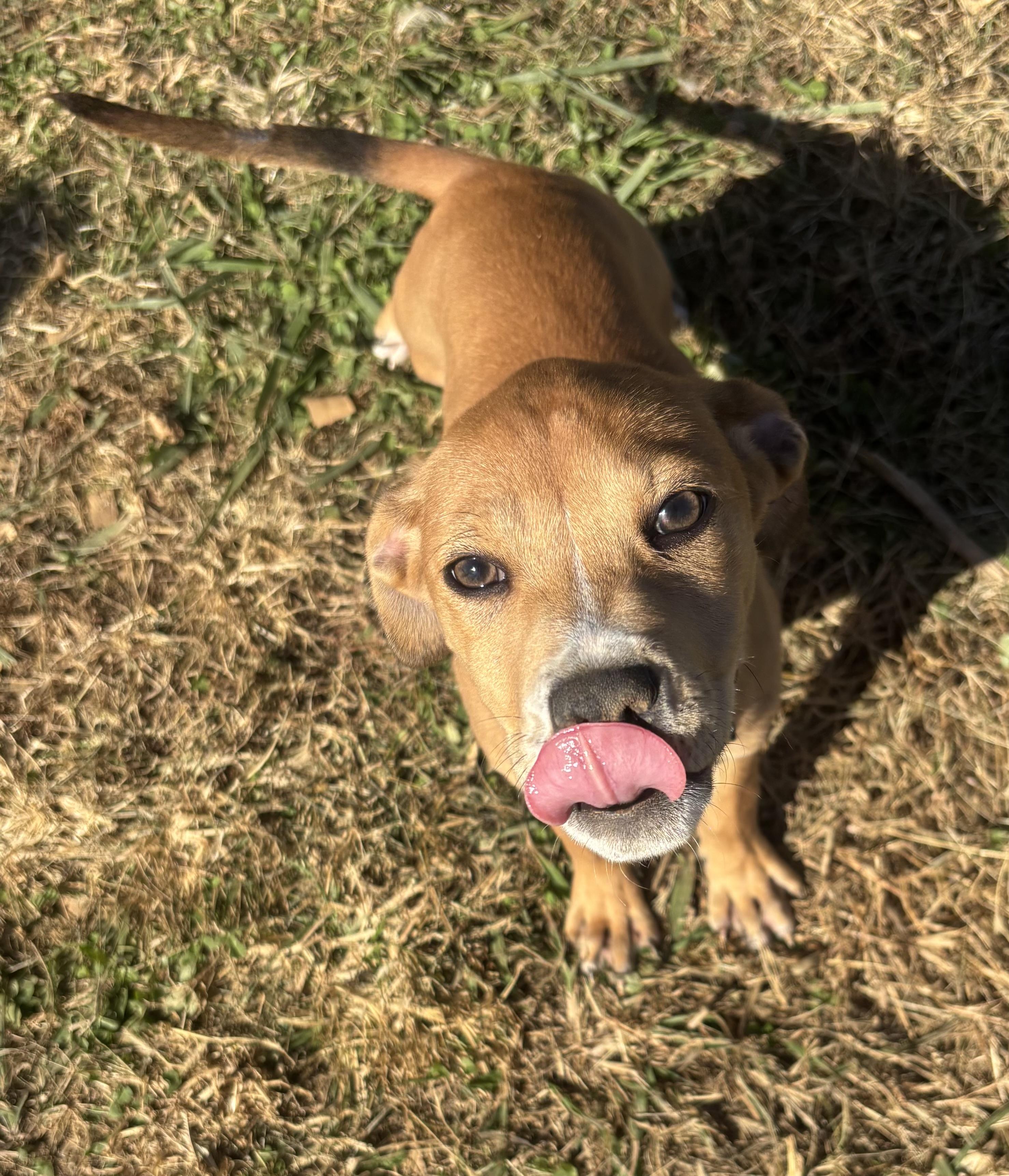 Carlotta, a Adoptable mixed breed in Suffield, CT image 2/2