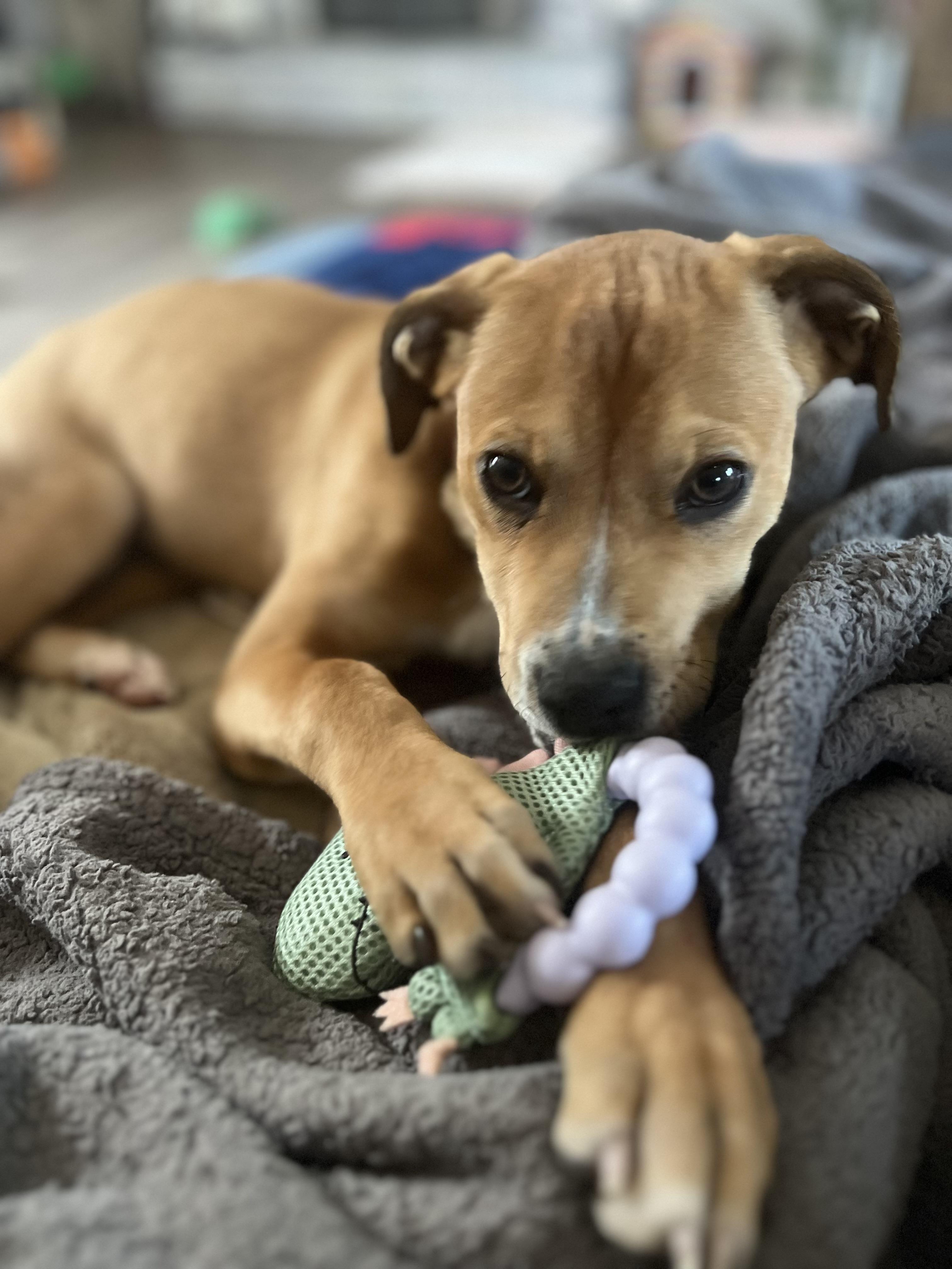 Carlotta, Adoptable, Puppy Female Great Dane.