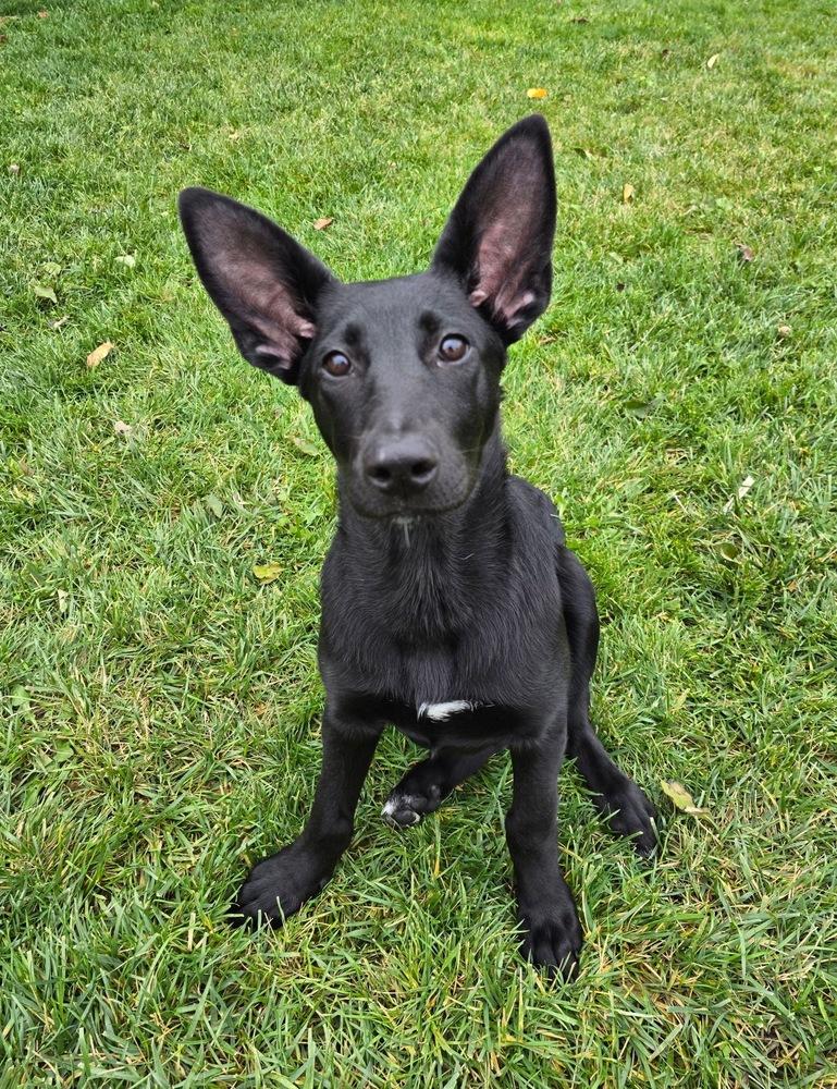 Pippin, Adoptable, Puppy Female German Shepherd Dog & Australian Cattle Dog / Blue Heeler.