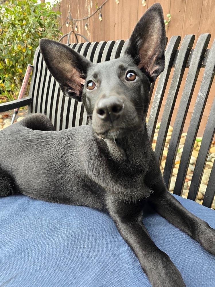 Enlarge Pippin, a Adoptable mixed breed in Pleasant Hill, CA image 2/6