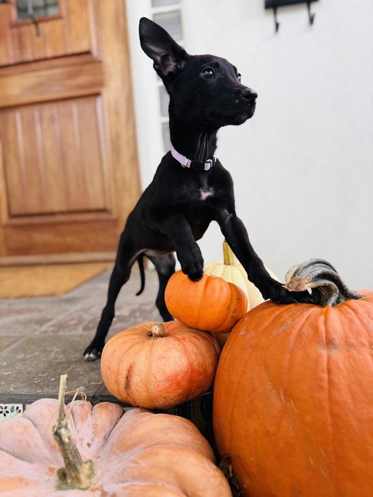 Pippin, Adoptable, Puppy Female German Shepherd Dog & Husky.
