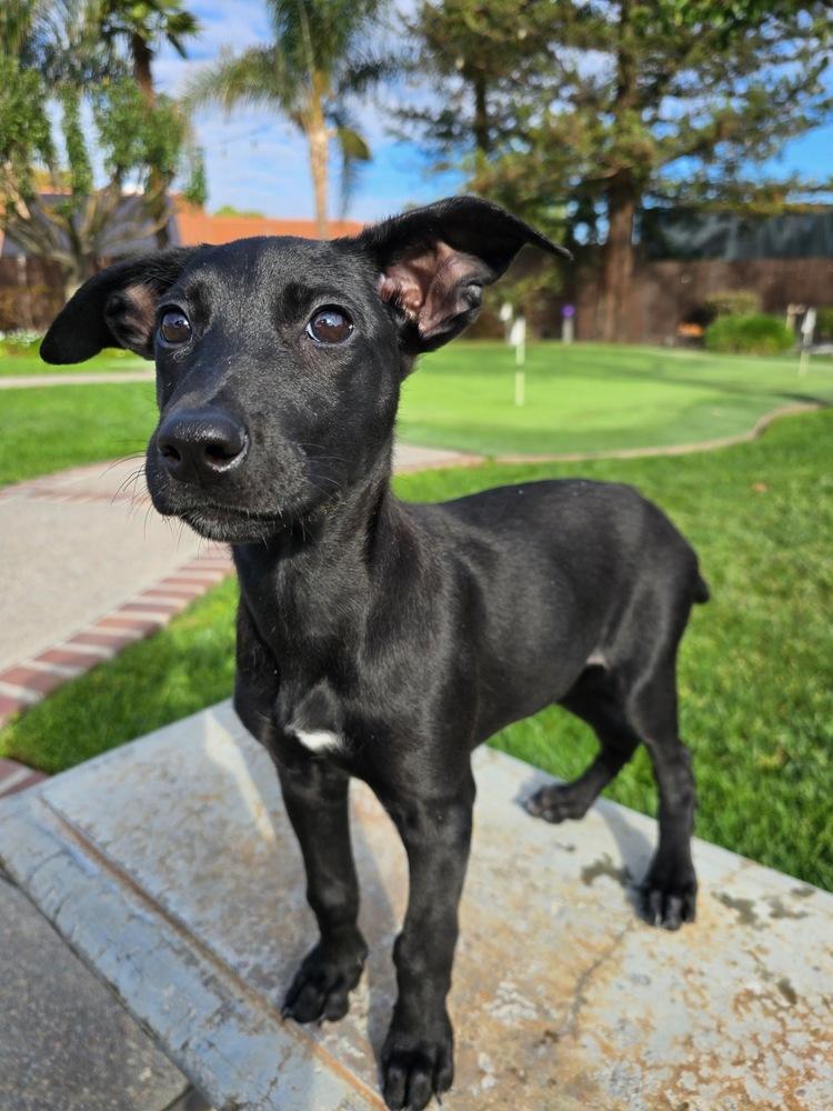 Pippin, a Adoptable mixed breed in Pleasant Hill, CA image 2/6