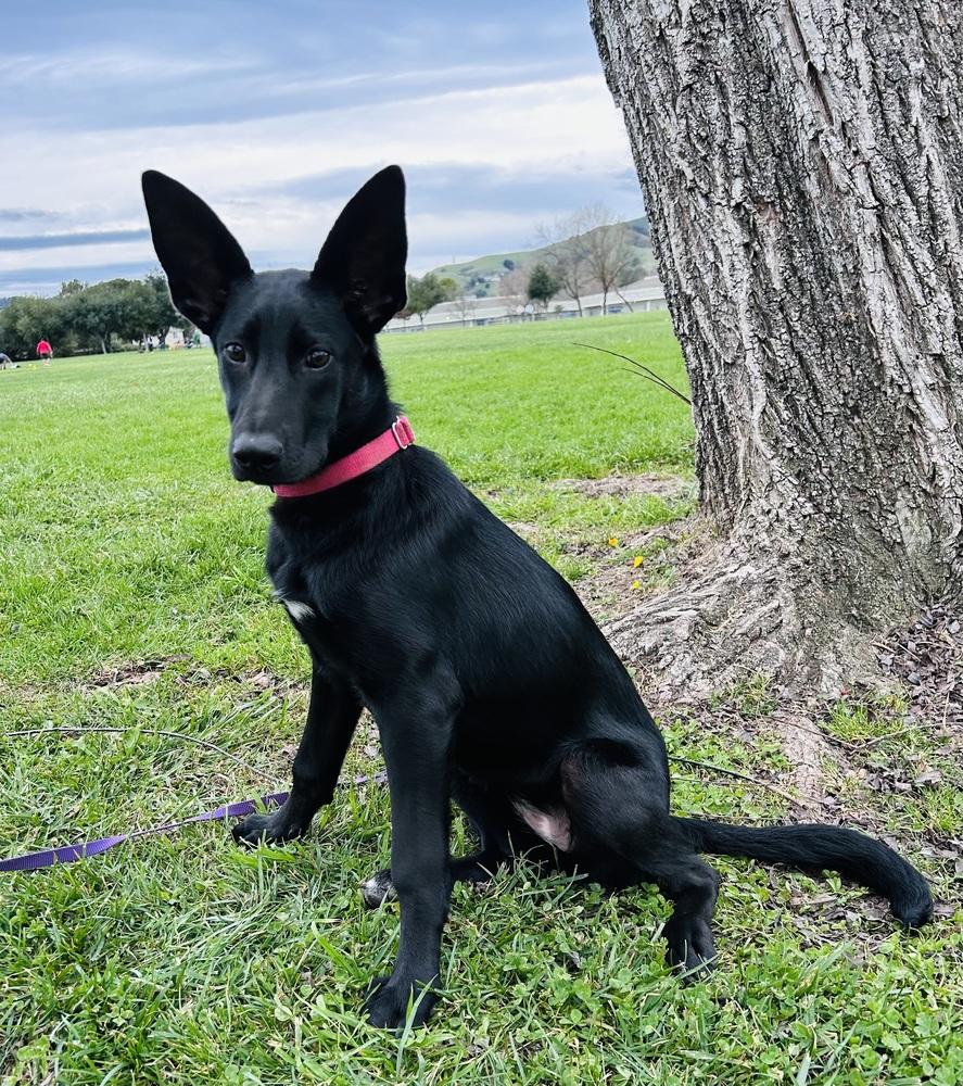 Pippin, Adoptable, Puppy Female German Shepherd Dog & Australian Cattle Dog / Blue Heeler.