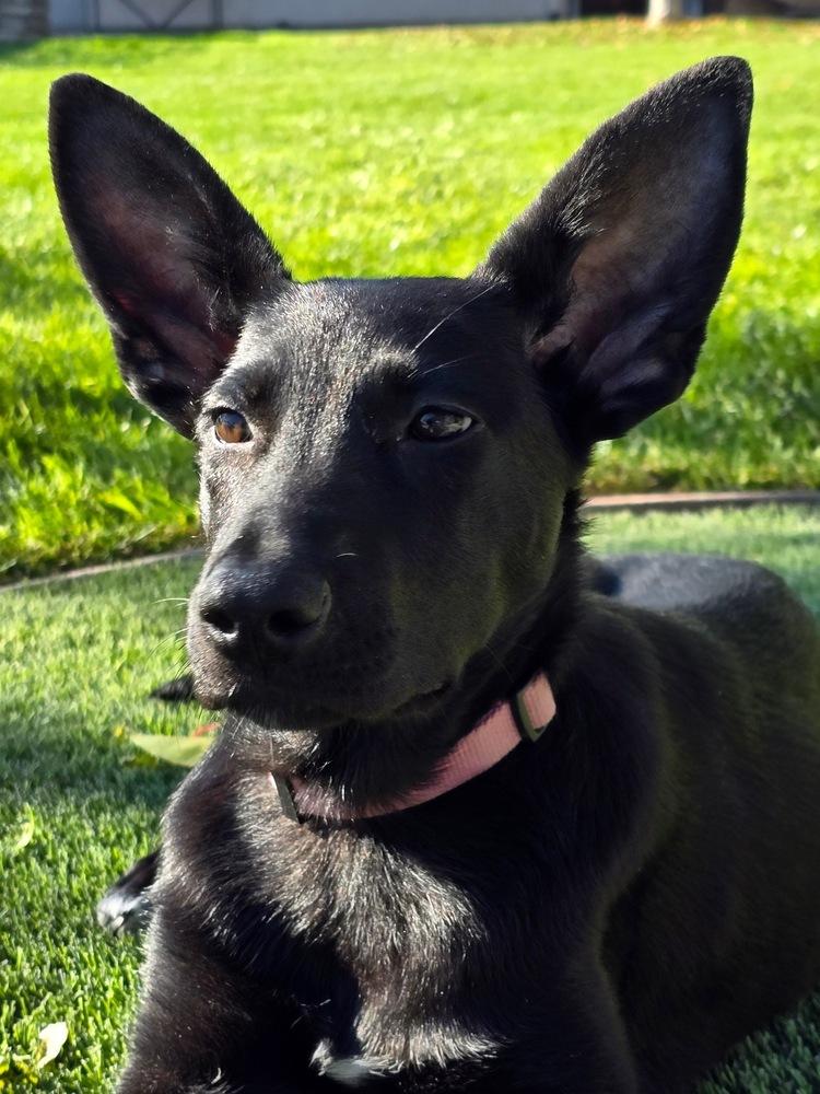 Enlarge Pippin, a Adoptable mixed breed in Pleasant Hill, CA image 4/6